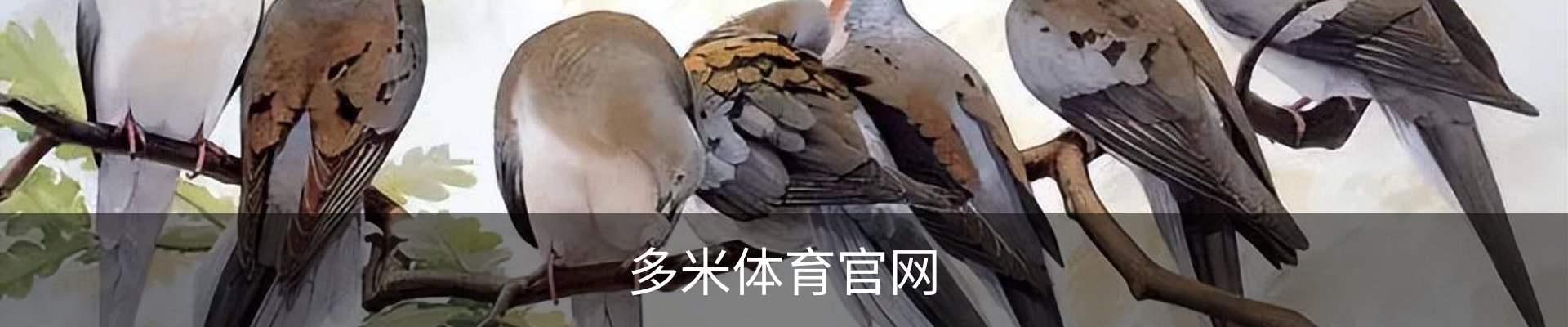 多米体育官网